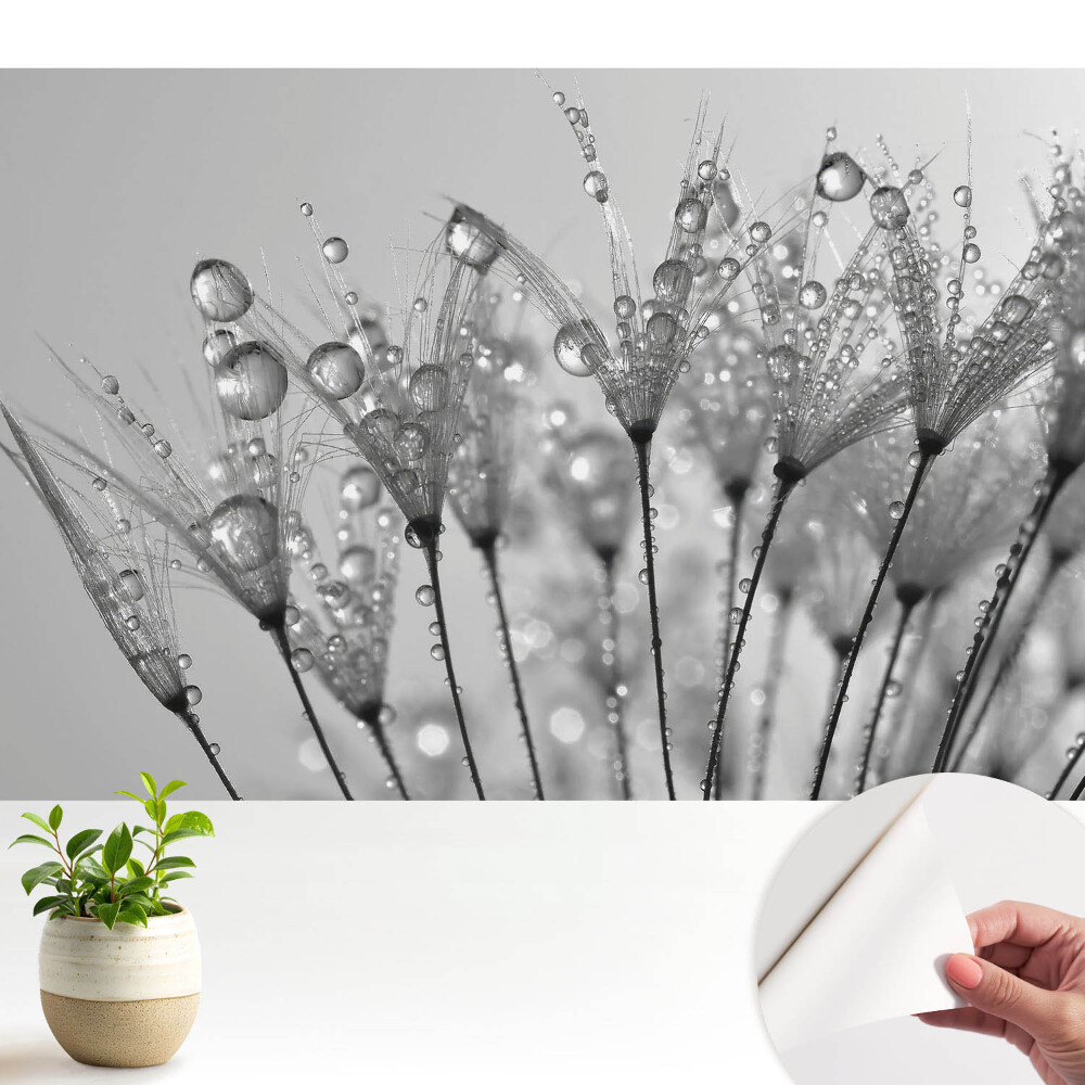 Tapeta na zeď Kapky na semínka pampelišky