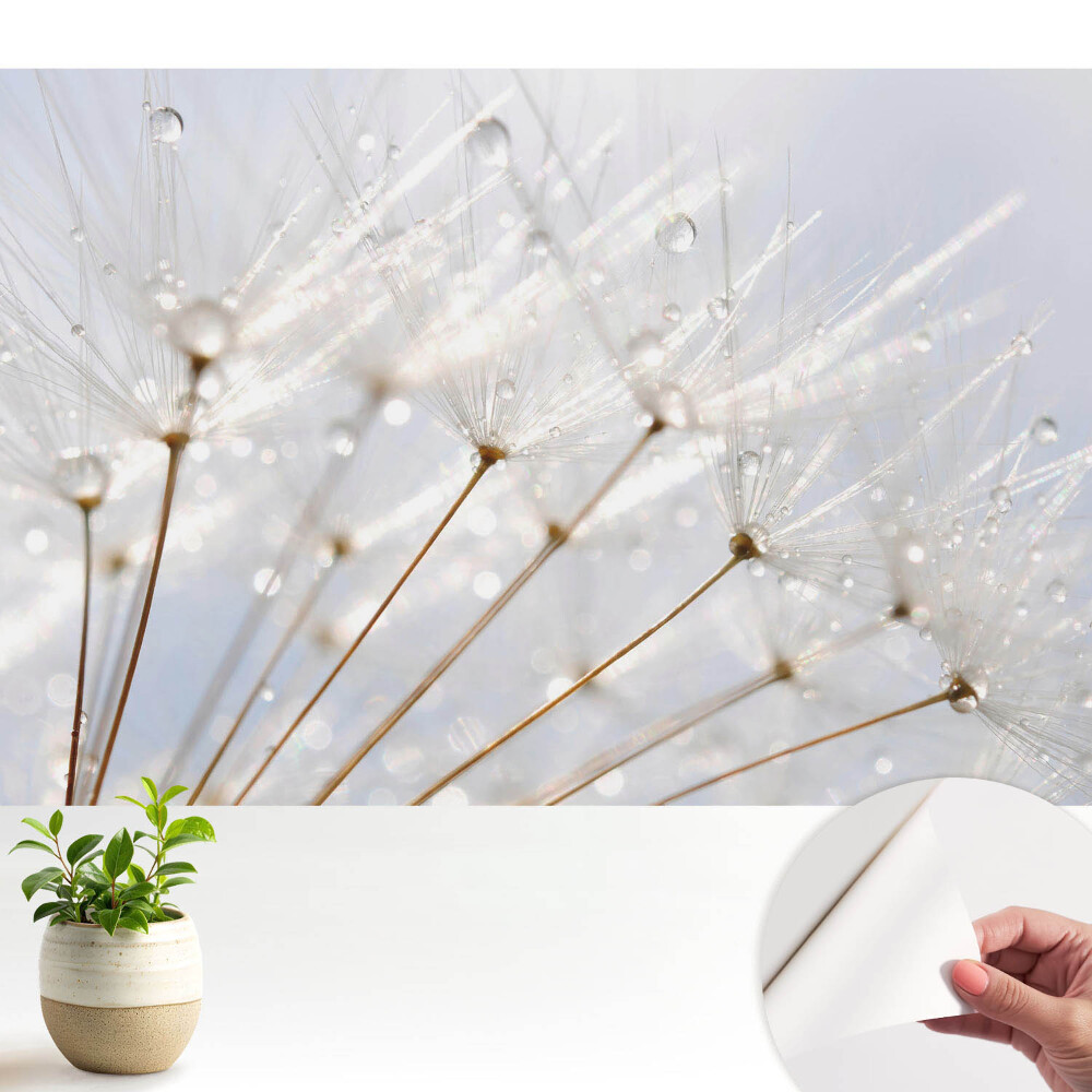 Tapeta Pampeliška s kapkami rosy