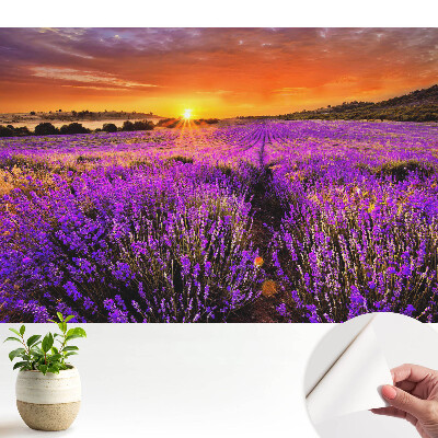 Tapeta Západ slunce na levandulových polích