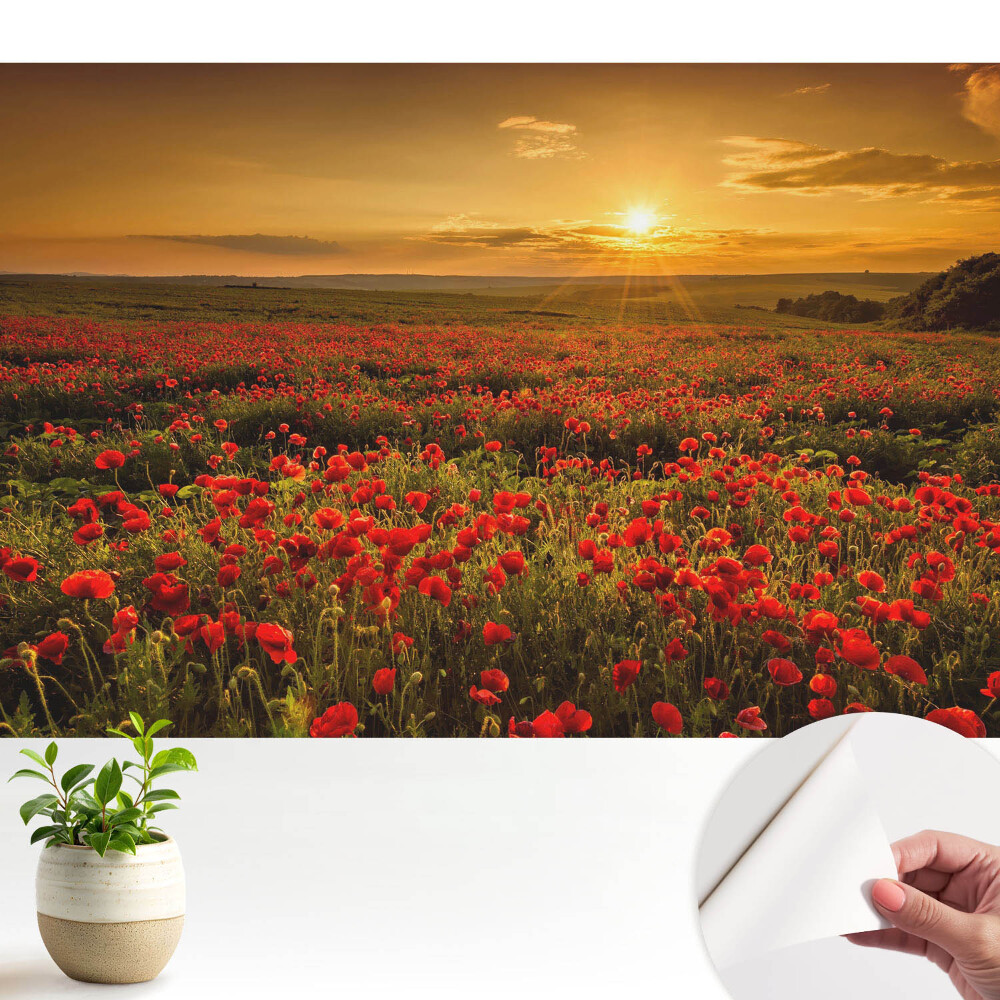 Tapeta Západ slunce v poli makových květů