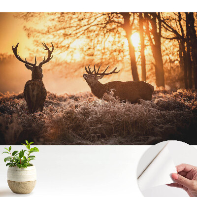 Tapeta na zeď Podzimní jelen ve světle východu slunce
