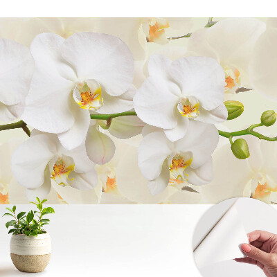 Tapeta s bílými orchidejemi v moderním svěžím stylu