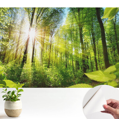 Tapeta do obyvaku Energie slunečního světla v lesní krajině.