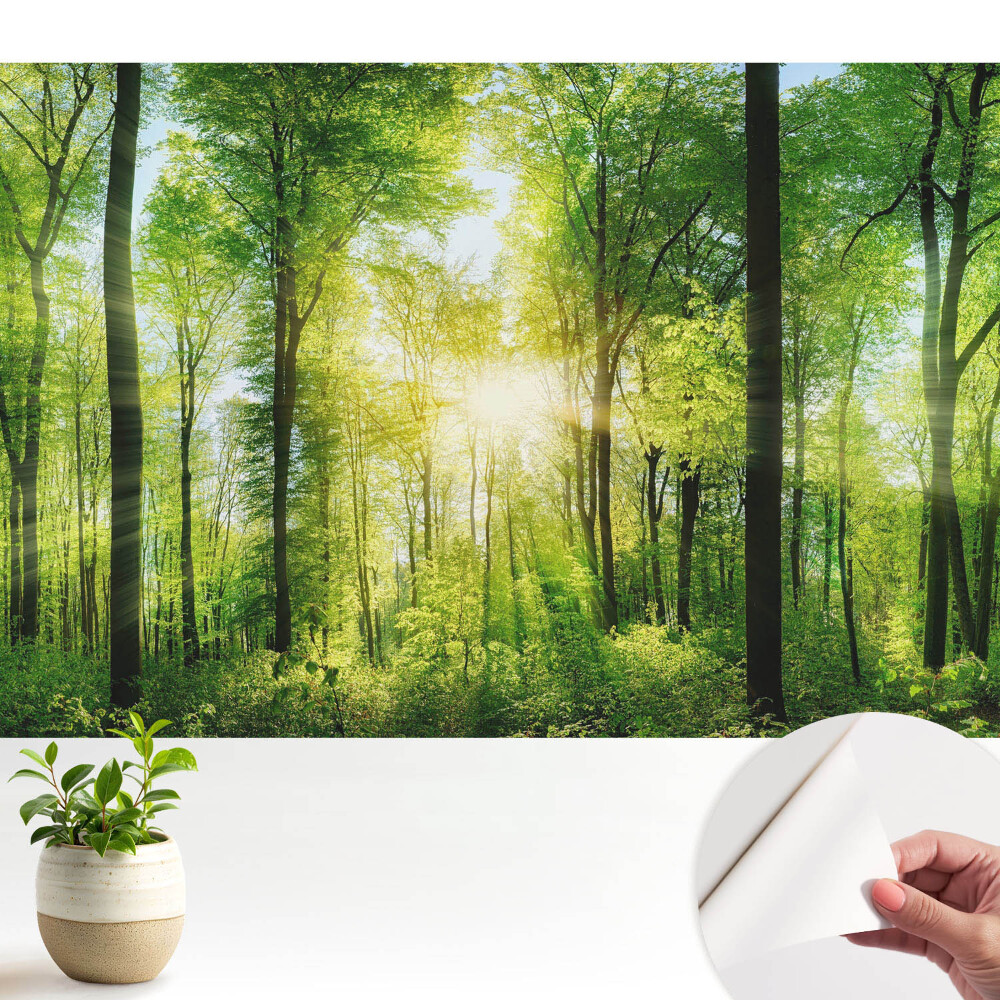 Tapeta Zelený les v paprscích slunce