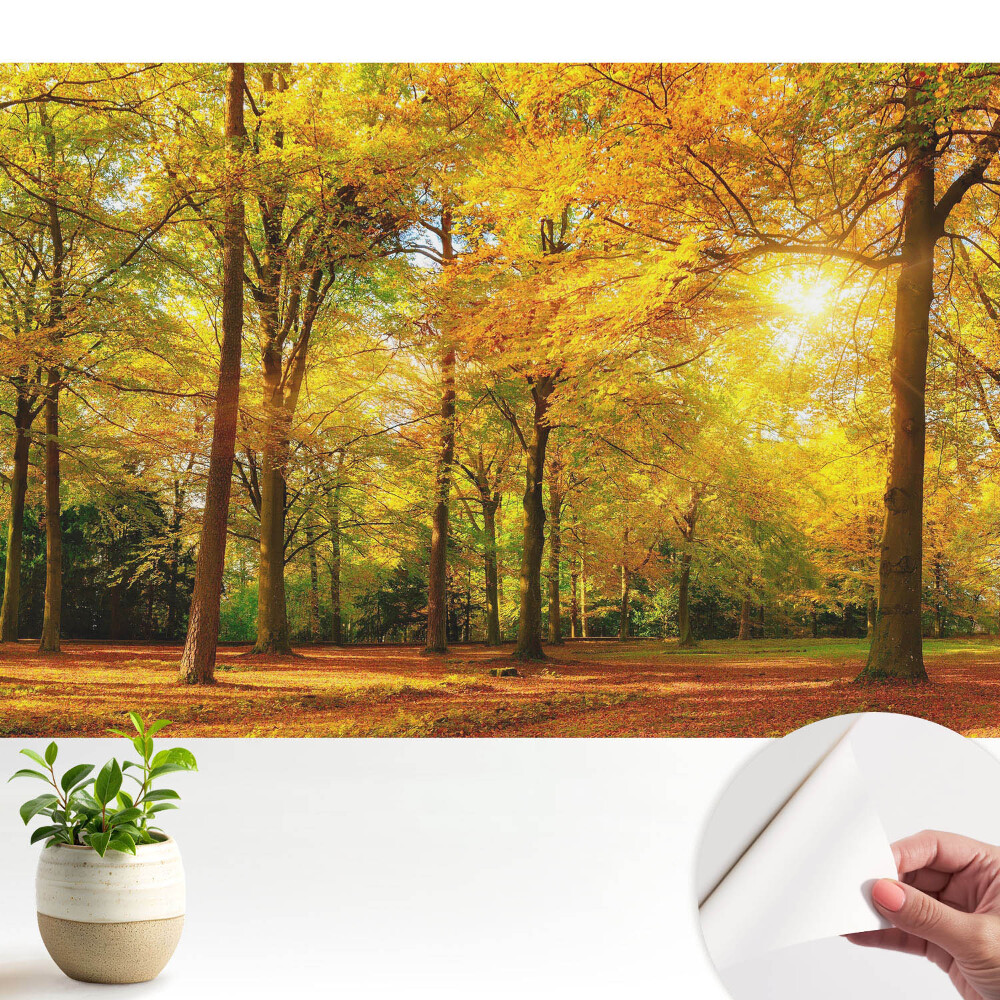 Tapeta Podzimní panorama lesa plného barevného listí