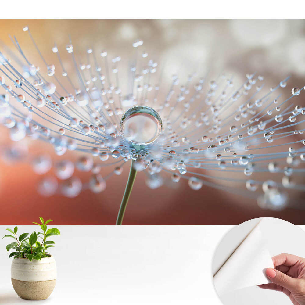 Tapeta Průhledná kapka na vláknech pampelišky