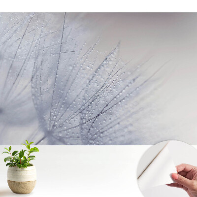 Tapeta na zeď s makro motivem kapek na vláknech pampelišky