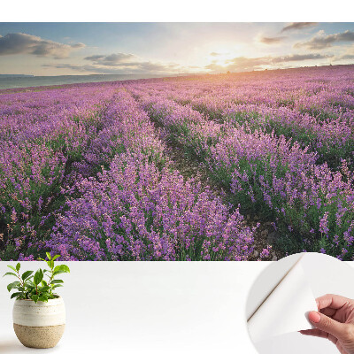 Tapeta Západ slunce s fialovou levandulí