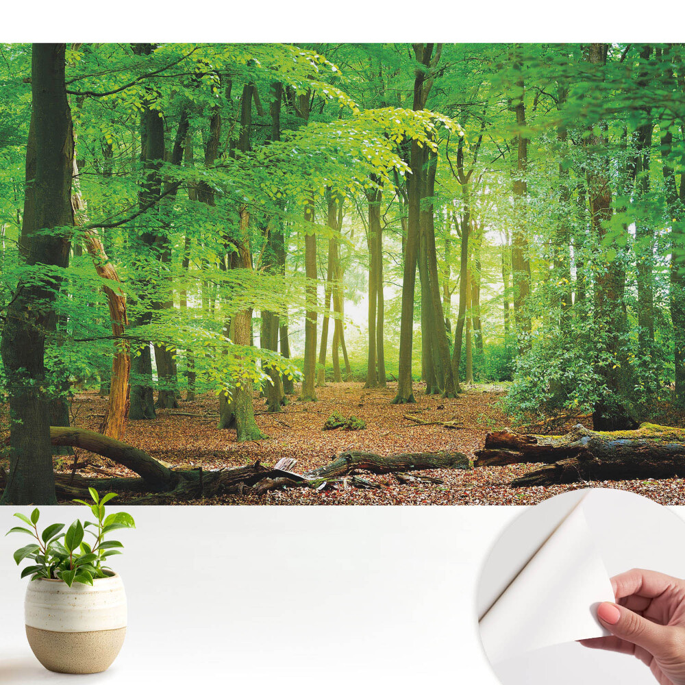 Tapeta Lesní krajina se slunečními paprsky