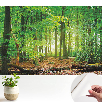 Tapeta Lesní krajina se slunečními paprsky