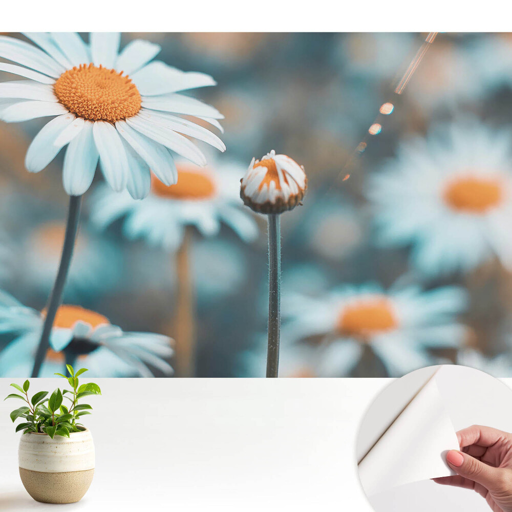 Tapeta Jemné květy heřmánku evokují klid