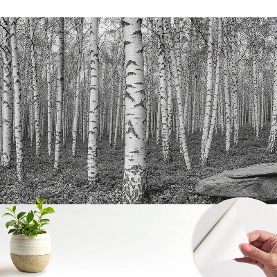 Tapeta do obyvaku Březový les, klid přírody, harmonie