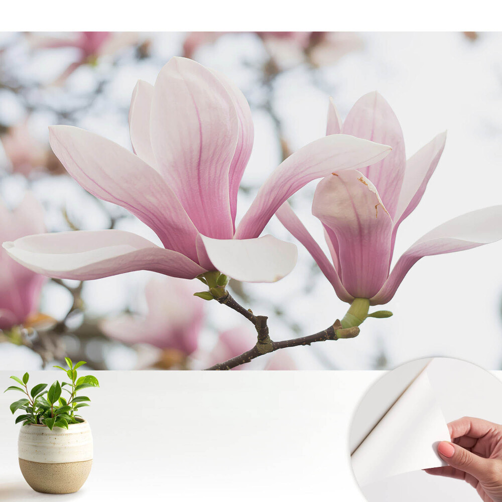 Tapeta Růžové magnólie romantická příroda