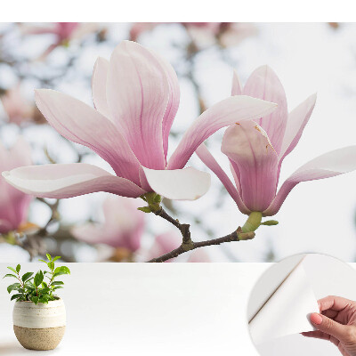 Tapeta Růžové magnólie romantická příroda