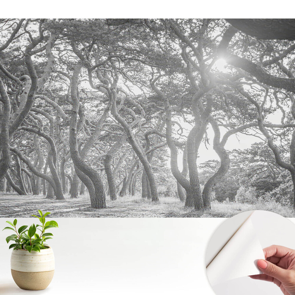 Tapeta do obyvaku Tajemný, klasický les