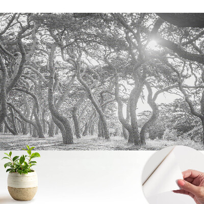 Tapeta do obyvaku Tajemný, klasický les