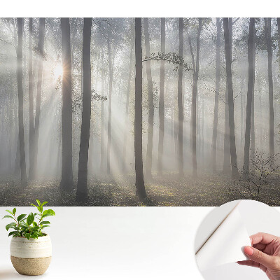 Tapeta Ranní klid mezi stromy