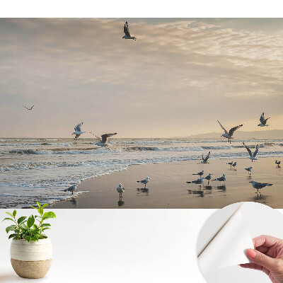 Tapeta Rackové na pobřeží při západu slunce