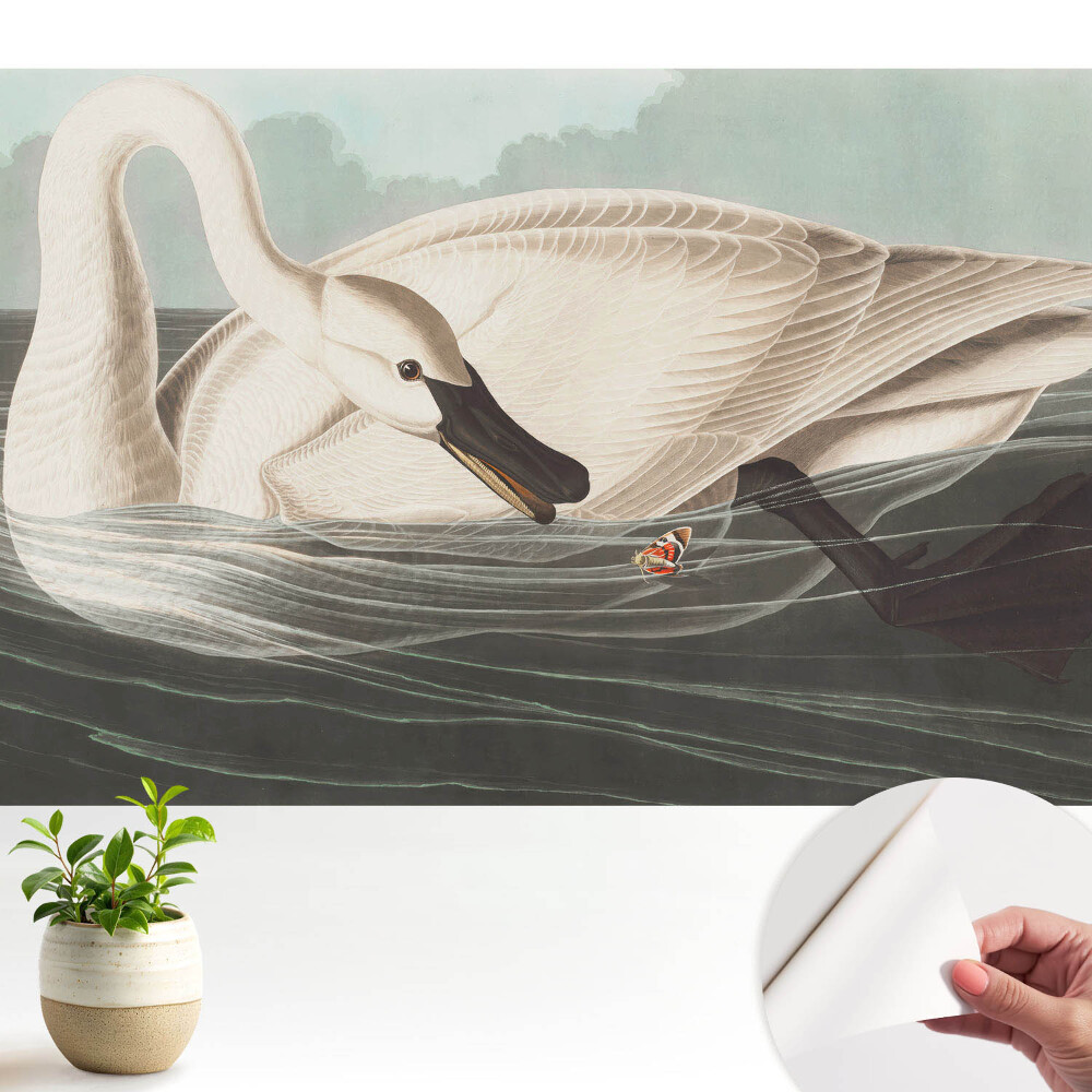 Tapeta Labuť na vodní hladině