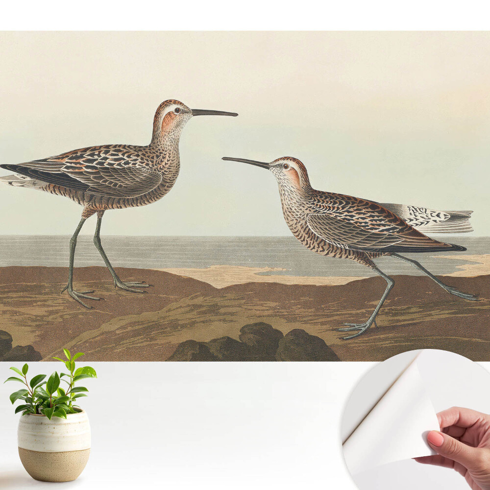 Tapeta Dva ptáci na břehu moře