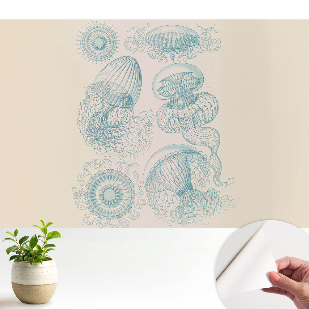 Tapeta Jemné kresby mořských medúz