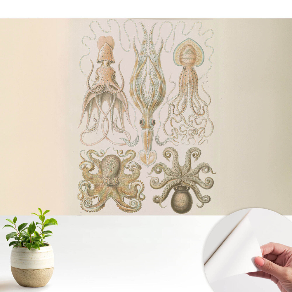 Tapeta Mořští hlavonožci, harmonie detailů