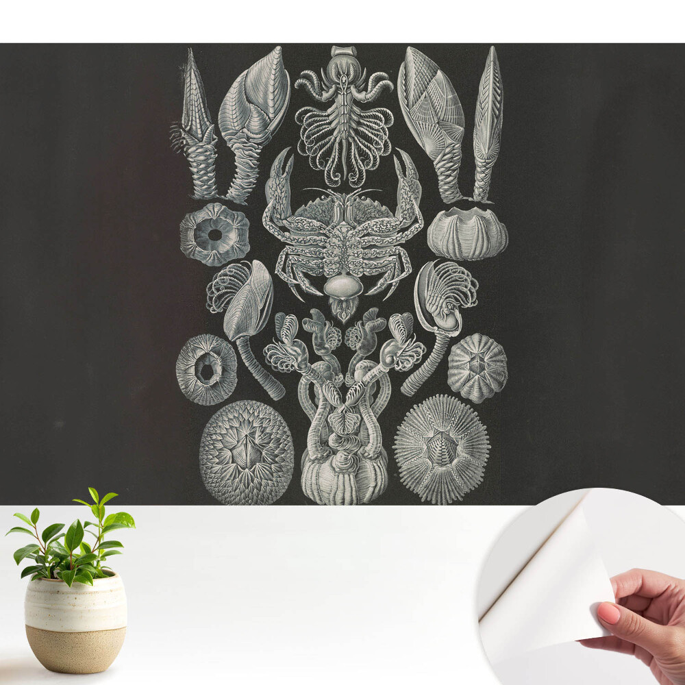 Tapeta do obyvaku Umělecké rytí mořských organismů