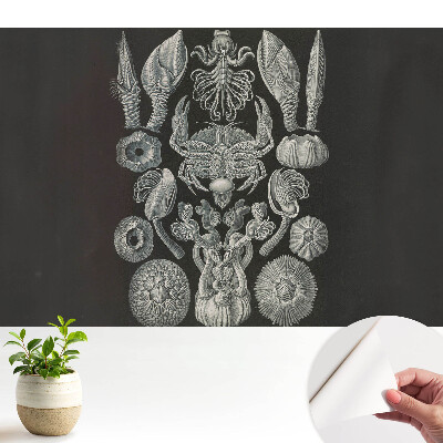 Tapeta do obývacího pokoje s motivem uměleckého rytí mořských organismů