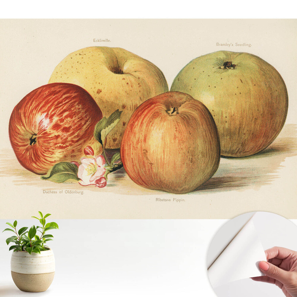 Tapeta na zeď Čtyři jablka jabloňový květ klasický styl