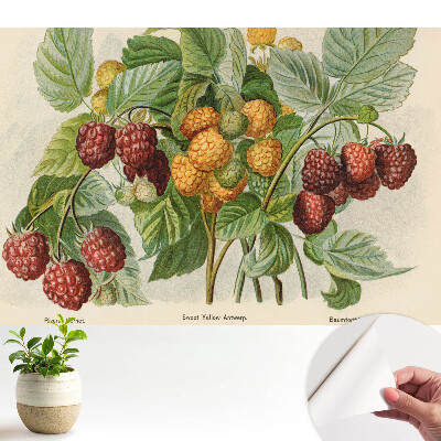 Tapeta Maliny v botanické ilustraci