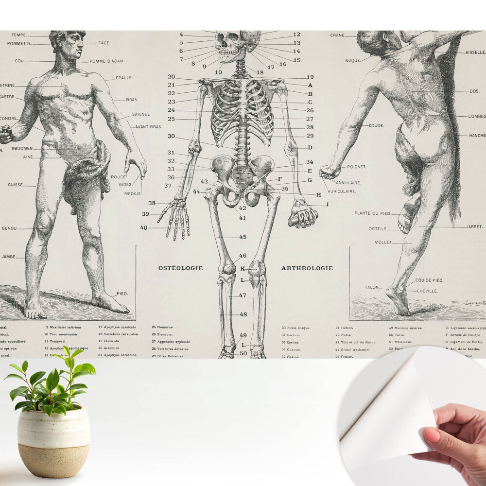 Tapeta Anatomické ilustrace v retro stylu