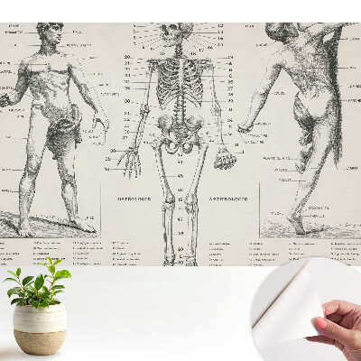 Tapeta Anatomické ilustrace v retro stylu