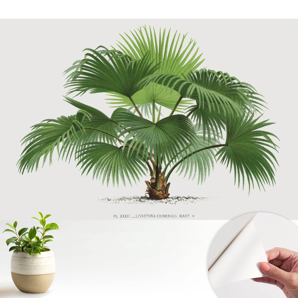 Tapeta Klasická elegance palmy