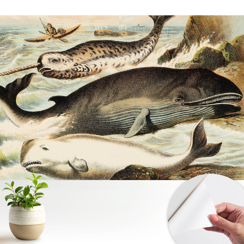 Tapeta na zeď Klasická ilustrace kytovců s narvalem