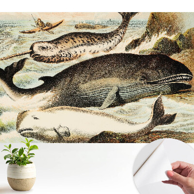 Tapeta na zeď s klasickou ilustrací kytovců a narvalem