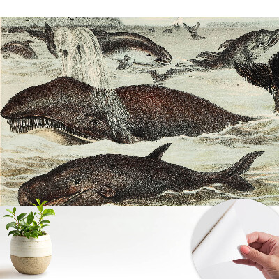 Tapeta Harmonie vodních živočichů