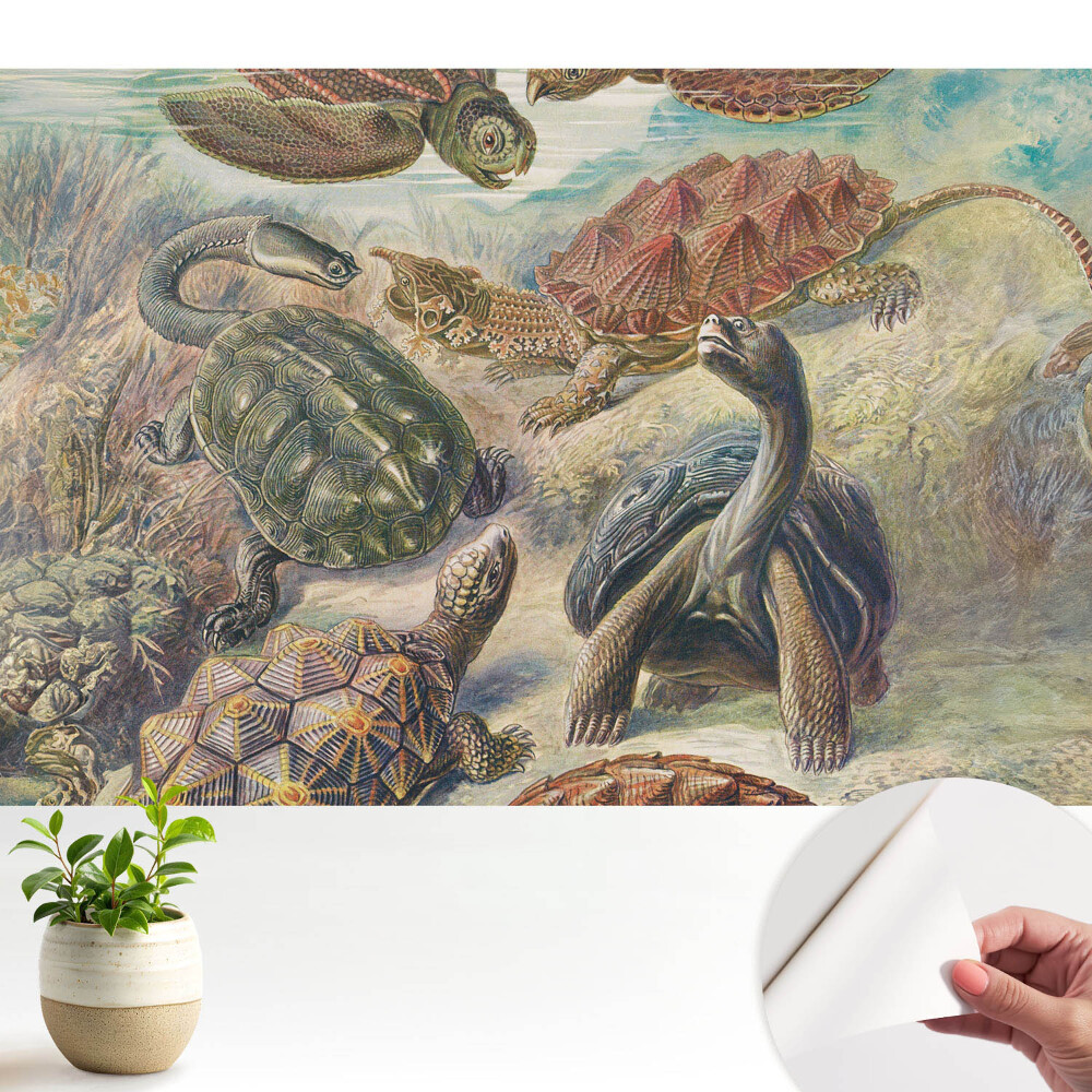 Tapeta do obyvaku Různé želvy ve vodní scenérii