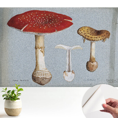 Tapeta Klasický styl houbové ilustrace