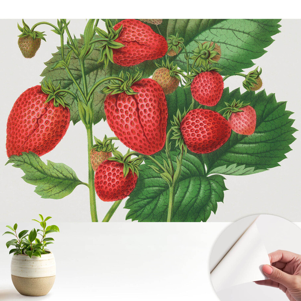 Tapeta na zeď Jahody na zeleném pozadí