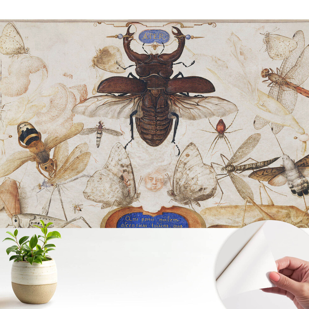 Tapeta do obyvaku Hmyz motýli pavouk klasická symetrie