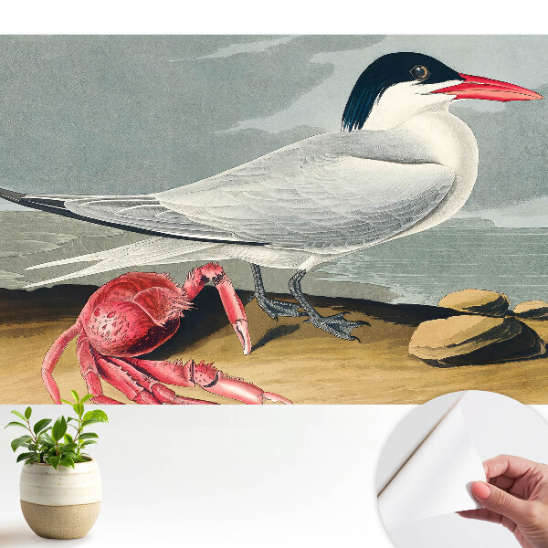 Tapeta Pták a krab, klasický duet přírody