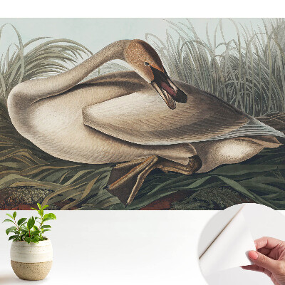 Tapeta s motivem klasické labutě a rostlin v pozadí