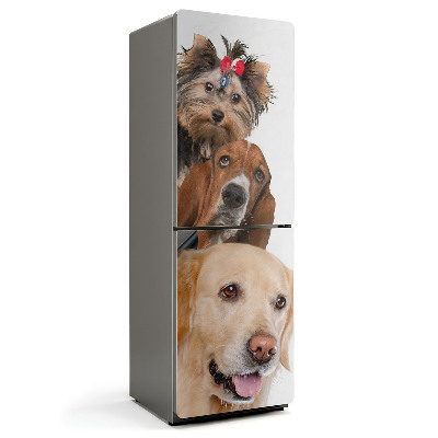 Magnet na ledničku Trio čtyřnožců v jednom záběru