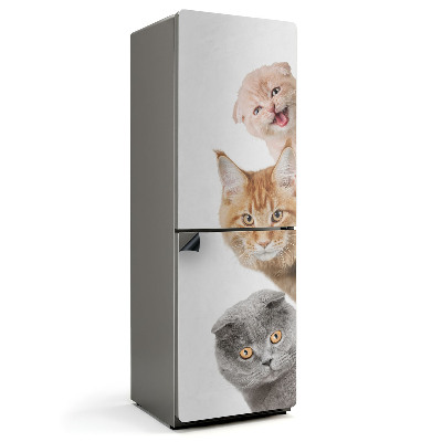 Magnet na ledničku Kočky v radostné frontě