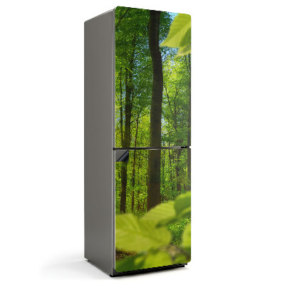 Magnet na ledničku Zelený háj v paprscích slunce