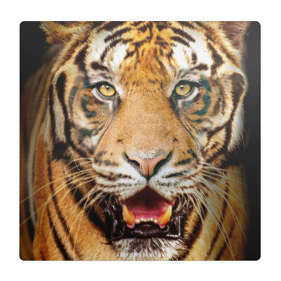 Ochranná podložka pod židli Tygr - detail tlamy