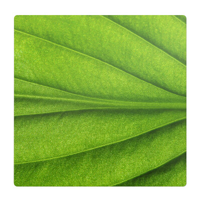 Podložka pod židli List zblízka