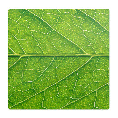 Ochranná podložka pod židli Detail listu