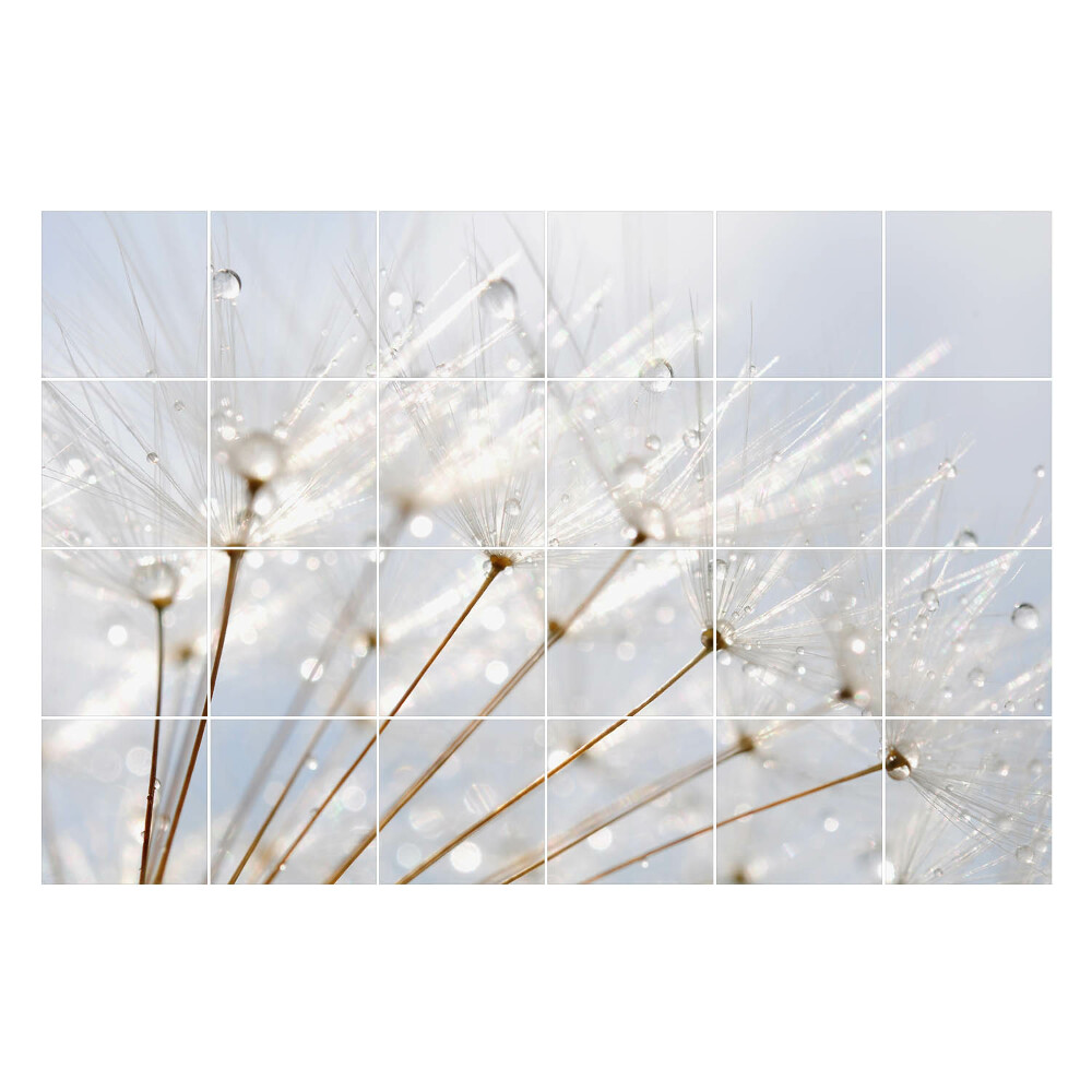 Nálepka na dlaždice Kapky na pampeliškové chmýří