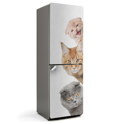 Fototapeta na chladničku Rozkošné kočky v řadě